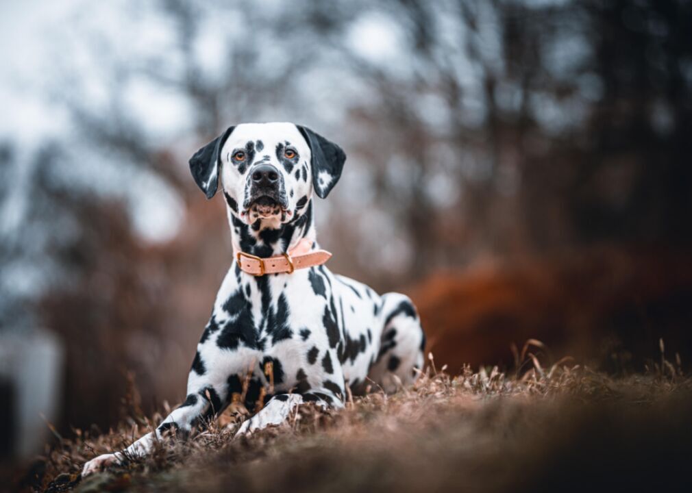 #63. Dalmatian